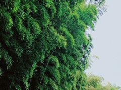 -杭州植物园