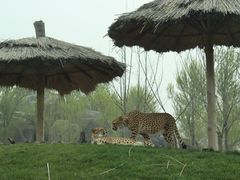 -北京野生动物园