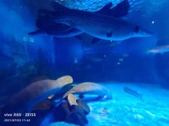 -烟台海昌鲸鲨海洋公园