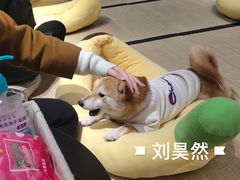 -逗柴咖啡屋·狗咖猫咖宠物桌游