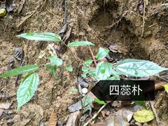 -西双版纳原始森林公园