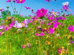 -西京湾花海