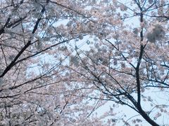-高东镇樱花园