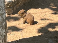 -西霞口神雕山野生动物世界