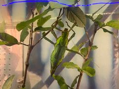 -上海大自然野生昆虫馆(东方明珠·爬宠昆虫探索中心)