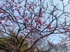 -红梅公园