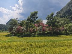-靖西鹅泉风景区