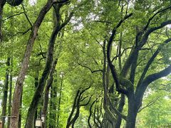 -上海醉白池公园