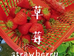 -喜杨洋草莓采摘园