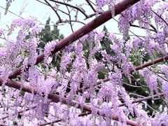 -嘉定紫藤园