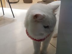 -飞行喵MR PILOT|猫舍·猫咖(静安大融城店)