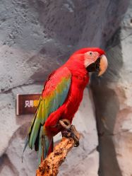 -Zoolung Zoolung动物主题公园(海信广场店)