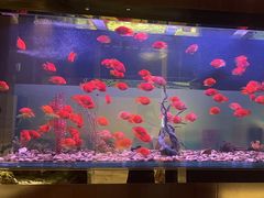 -九洲喜来登酒店湖月日餐厅