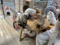 -藏猫猫咖啡主题馆(中央大道店)