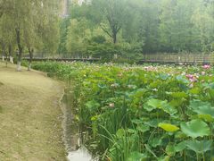 -沐仙湖湿地公园
