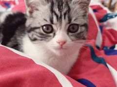 -喵zoo家庭繁育猫舍(尖东智能花园店)