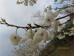 -天适樱花悠乐园