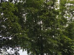 -广州市流溪河国家森林公园