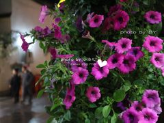 -猫的天空之城概念书店(杭州南宋御街店)