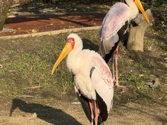 -上海动物园(地铁站)