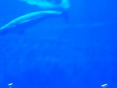 -芜湖新华联大白鲸海洋公园