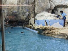 -帝企鹅自助餐厅•儿童岛•真企鹅(长隆企鹅酒店)