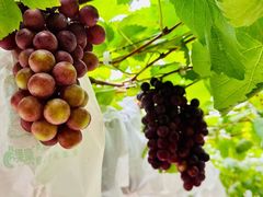 -海堤葡萄园中小学生研学基地