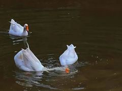-真地道京味府·鲜橙烤鸭·北京菜(朝外大街东大桥店)