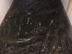 -龙继斑鱼庄(犀浦店)