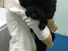 -宠颐生中康贝怡动物医院
