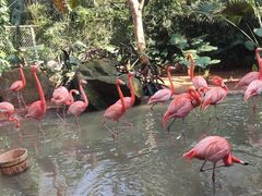 -海南热带野生动植物园