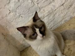 -猫色咖啡·猫咖