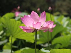 -莲花池公园