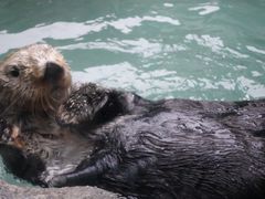 海獭-西雅图水族馆
