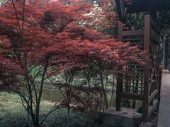 -东平国家森林公园