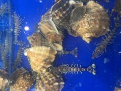 -渔家大院·地道威海菜(石岛店)