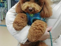 -小叮当动物医院·骨科·眼科