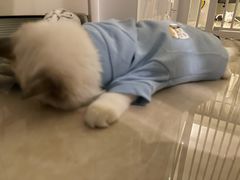 -飞行喵MR PILOT|猫舍·猫咖(静安大融城店)