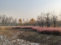 -东郊湿地公园
