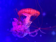 -海合安武汉极地海洋公园