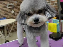 -安安宠医宠物医院·异宠·犬猫内科(岳阳分院)