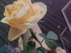 -瓦肆 VAS ear(普陀沪西店)