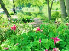 -上海共青森林公园