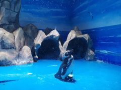 -青岛海底世界-水族馆