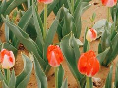 -咸阳湖景区-统一广场