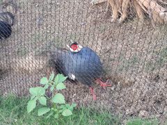 -荆州中山公园动物园