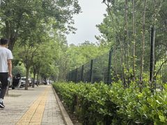 -大兴滨河森林公园