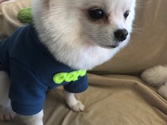 -怪兽屋·羊驼·猫咖·狗咖(俊华广场店)