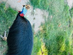 -西霞口神雕山野生动物世界