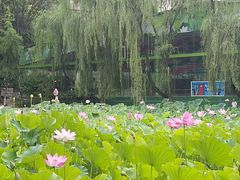 -莲湖公园